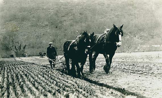 Old postcards of ploughing dug up from Brecon Museum archives