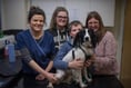 Lucky escape for puppy after swallowing needle and thread