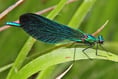 Delicate demoiselles on a riverside Nature Watch walk