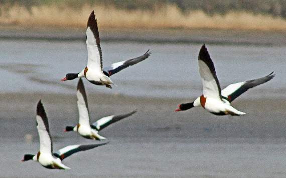 Wacker Quay wildlife on Nature Watch walk