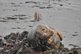 Seal conservation project gets Green Recovery funding