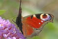 Wildlife in abundance at abandoned quarry