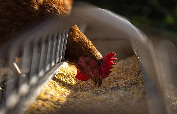 Chicken farm extension approved