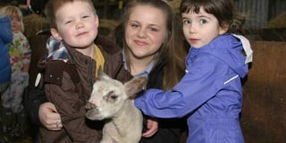 All invited to Lambing Day at Thorverton farm tomorrow
