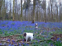 Woodland walk for CPRE