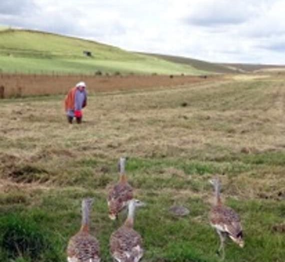 Birdworld plays its part as great bustards thrive