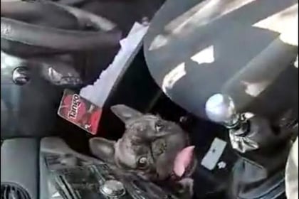 Dog freed from car
