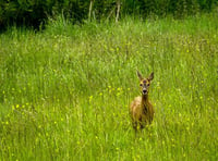 Seven deer killed by dogs in a year, but who cares?