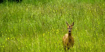 Seven deer killed by dogs in a year, but who cares?