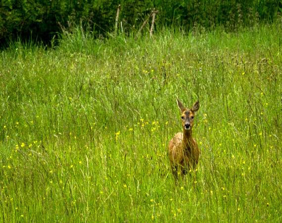 Seven deer killed by dogs in a year, but who cares?