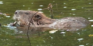 Appeal launched to help fund return of beneficial beavers