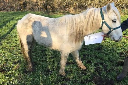 Appeal for information after pony forced to be put down