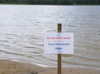 Blue-green algae returns to Frensham Great Pond