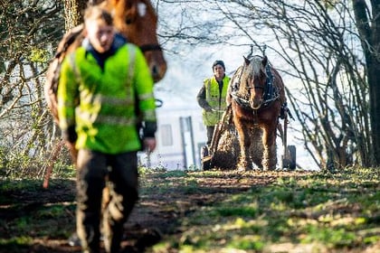 Horse power helps woodland flourish