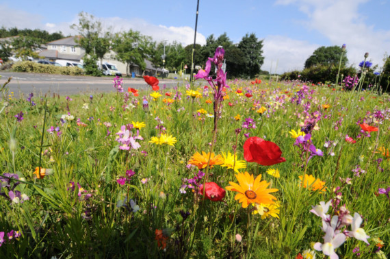 Pollinators Make A Beeline For This Colourful Wildflower Roadside Verge ...