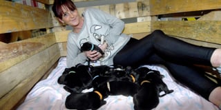 21 puppies in one litter
