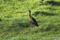 Rare African visitor a special Christmas gift for twitchers