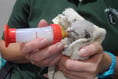 Kittens abandoned at service station