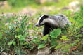 Labour win No Cull vote for Council-owned land