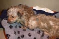 RSPCA appeal after three dogs abandoned on the same stretch of road within days