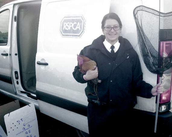 RSPCA officer ‘egged on’ to save stuck chickens