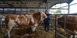 Pedigree herd successfully sold at Ross Cattle Market