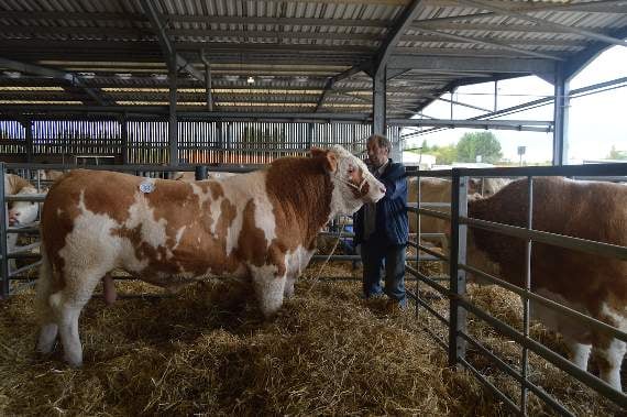 Pedigree herd successfully sold at Ross Cattle Market