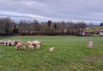 Moving out time for the lambs