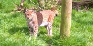 Lynx is still on the run, but owners are confident wild cat is still in area