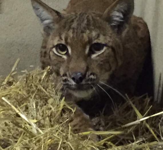 Flaviu the lynx back inside Dartmoor Zoo safe and well after humane capture plan succeeds