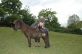 Dog owners warned after pony attacked