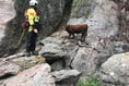 Cow trapped at bottom of cliff rescued