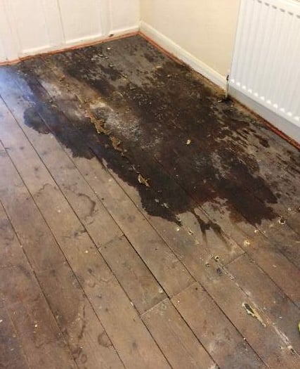 Ammonia smell in flat due to ‘cats urinating on floor’