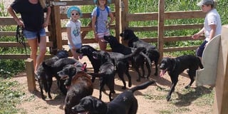 A family of 14 dogs raises hundreds of pounds for charity
