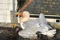 Trapped gull in vicious attack