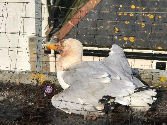 Trapped gull in vicious attack