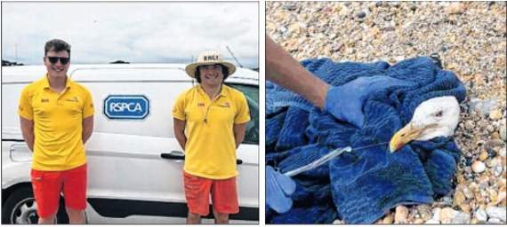 Lifeguards praised for rescuing birds caught in fishing tackle