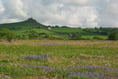 Brentor Commons Association restoring wildlife haven to former glory