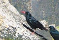 ‘Oldest’ chough on record thrives on military firing range