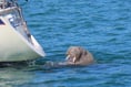 Wally the walrus spotted swimming in the Scilly Isles