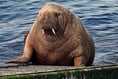 Is Wally the wandering walrus finally on his way home?