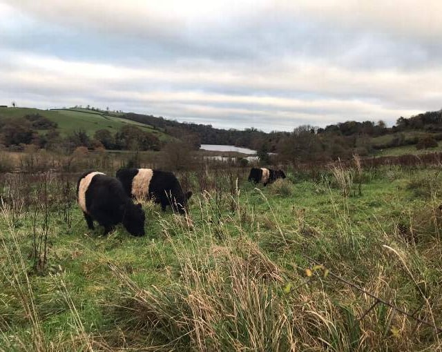 Animals helping to rewild riverside estate