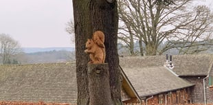 Gostrey Meadow and West Street cemetery tree stumps to be carved