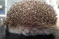 Hedgehog that ‘ballooned’ to twice its size is saved by Bude vet