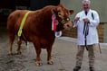 Walters family of North Hill pick up champion Ayrshire prize at Royal Cornwall Show