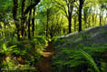 Discover Blisland's bluebells on this iWalk Cornwall route