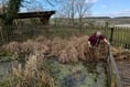 Project to turn Boasley Cross Primary School pond into environmental facility