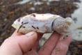 Rare pink cuttlefish is found in Cornwall among the washed-up victims of the recent storms