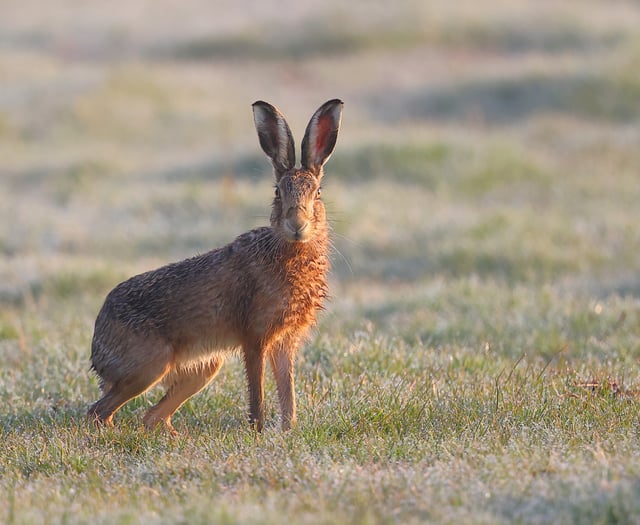 Hare’s looking at you! Somerset nature on show