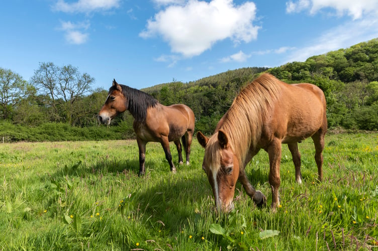 Horses